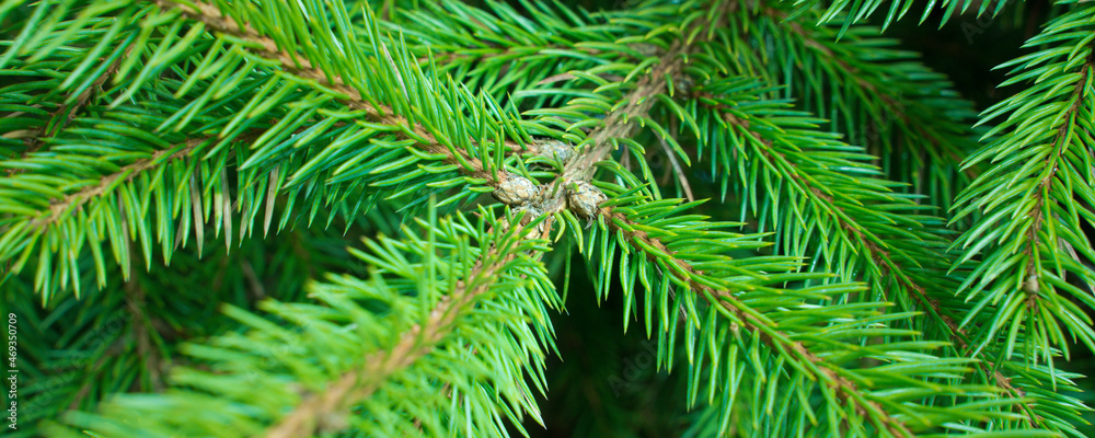 green branches of a christmas tree, close up