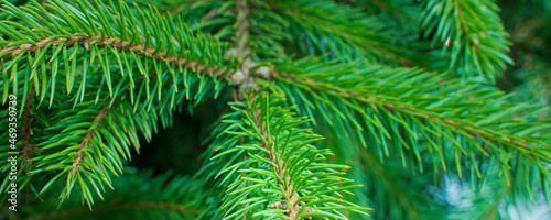 green branches of a christmas tree  close up