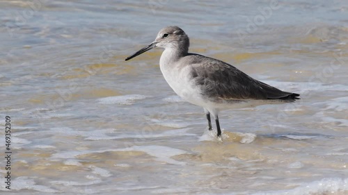 Willet bird stands at edge of ocean waves watching for sand fleas to show themselves. photo