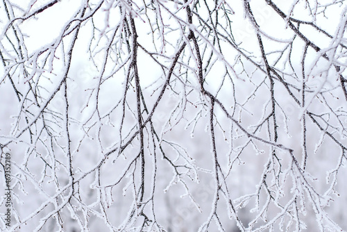 Snow-covered branches in the winter park