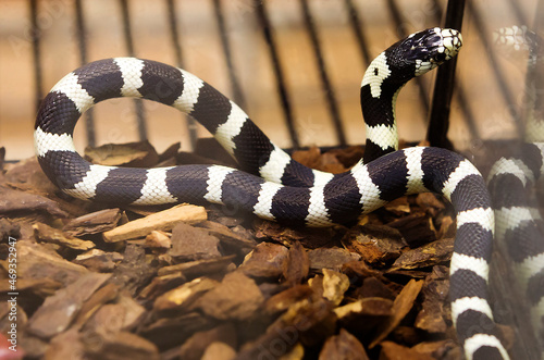 California King Snake (black white). This is a non-venomous snake of the genus Royal snakes of the snake family. The body length is up to 1.5 meters. The typical coloration consists of alternating bl
