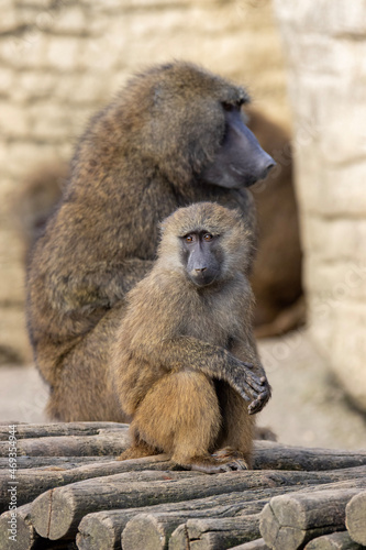 baboon mother and baby