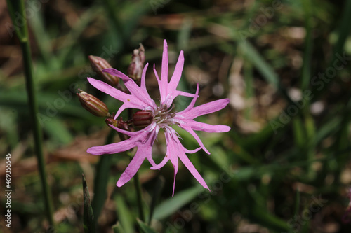 Ragged robin pink flower in close up