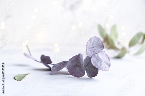 A branch of a eucalyptus tree in purple shades on a light background with shining bokeh. Trending plant, dried flower for decoration.