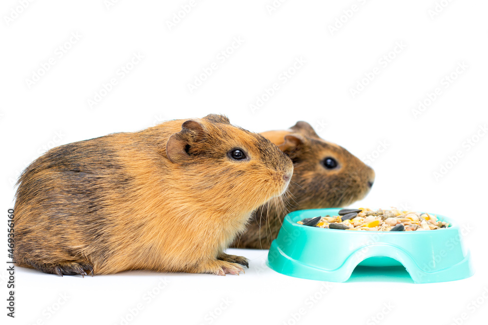 Food for two Guinea pig with a bowl of food isolated on white Food for two Guinea pig with a bowl of food isolated on white