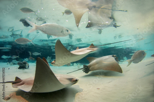 Stingray fish group swimmimg at Florida Aquariaum, Tampa, FL