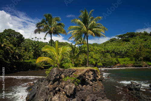 Tropical Island Palm Trees