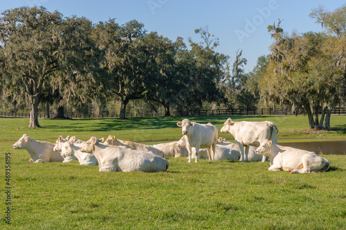 Charolais Cattle herd resting in pasture photo