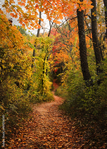 autumn in the woods © Ashlea