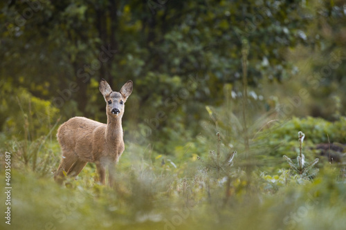 Fototapeta Naklejka Na Ścianę i Meble -  Capreolus capreolus, female Roe Deer