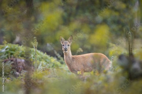 Fototapeta Naklejka Na Ścianę i Meble -  Capreolus capreolus, female Roe Deer