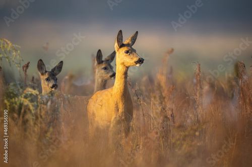 Fototapeta Naklejka Na Ścianę i Meble -  Capreolus capreolus, female Roe Deer