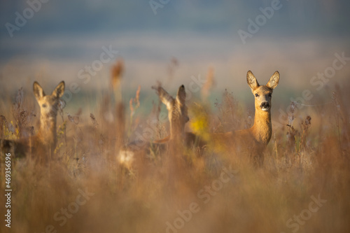 Fototapeta Naklejka Na Ścianę i Meble -  Capreolus capreolus, female Roe Deer