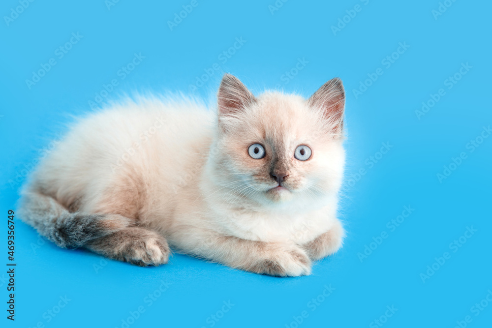 Small fluffy White kitten isolated on blue background with copy space. Frightened Cat pet animal on color background. Veterinary concept for vet clinic