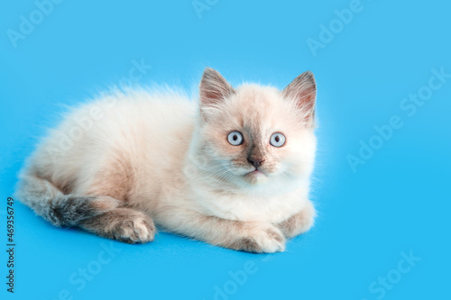 Small fluffy White kitten isolated on blue background with copy space. Frightened Cat pet animal on color background. Veterinary concept for vet clinic