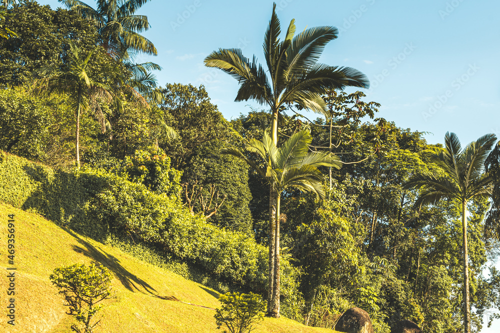 uma floresta e a palmeira em destaque com o céu azul uma floresta e a palmeira em destaque com o céu azul