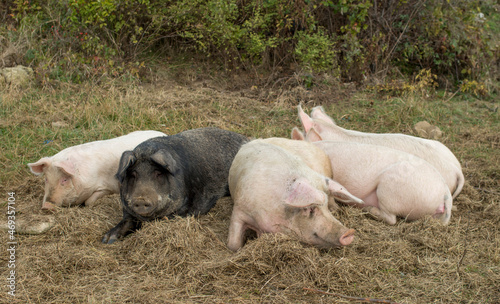 Five fat lying pigs on a meadow close
