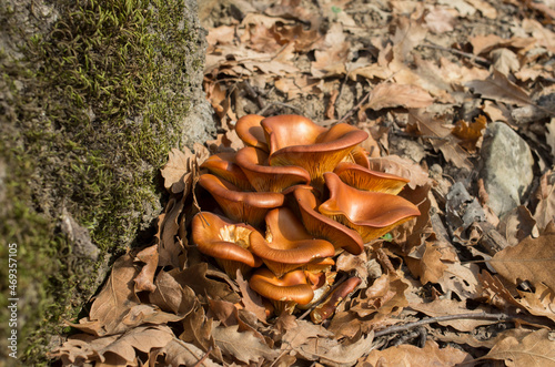 Young tree Jack-o’-lantern mushroom in autumn