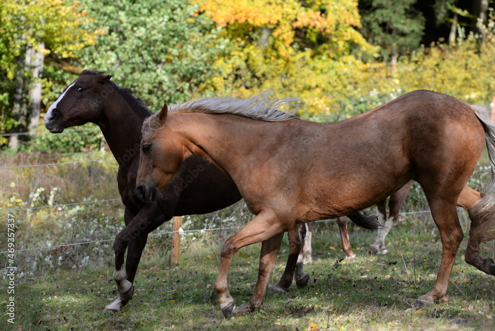 Lebensfreude auf der Weide. Schöne Pferde im Herbstlicht