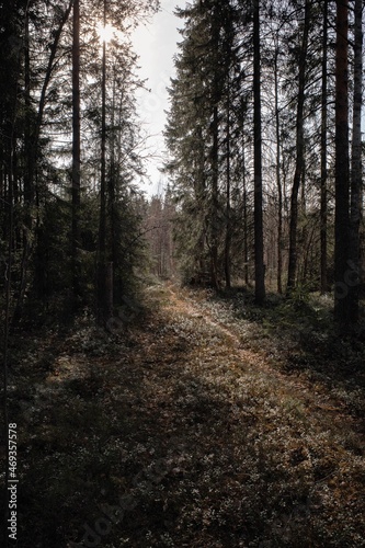 path in the forest