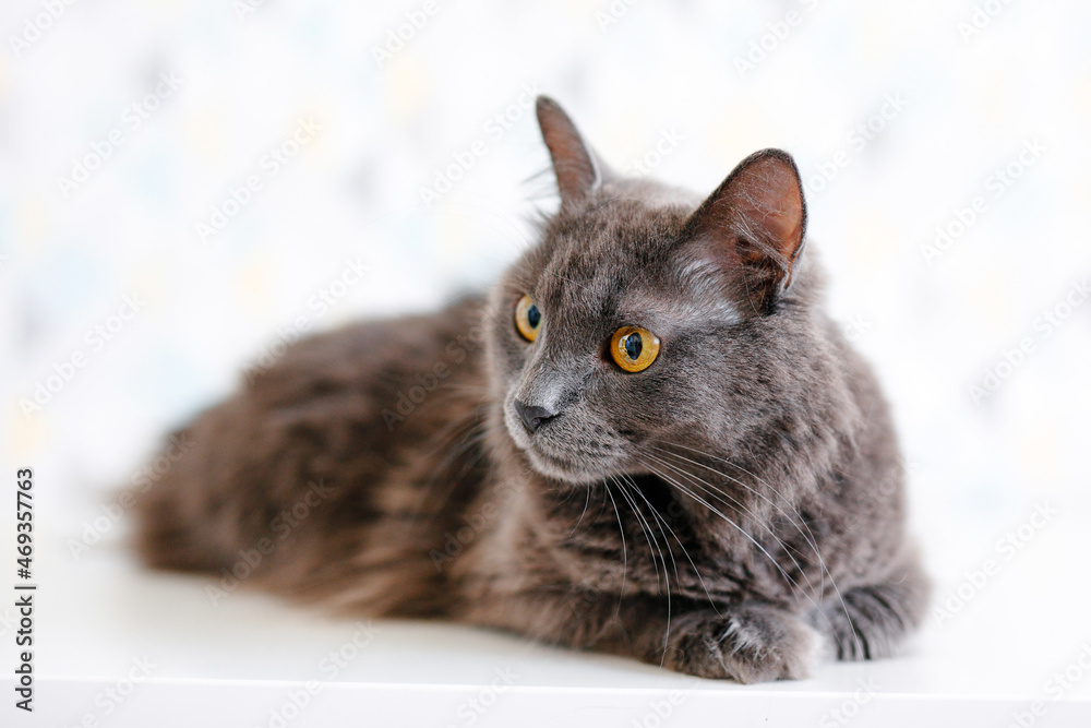 A gray smoky Maine Coon cat with yellow eyes lying on a white background