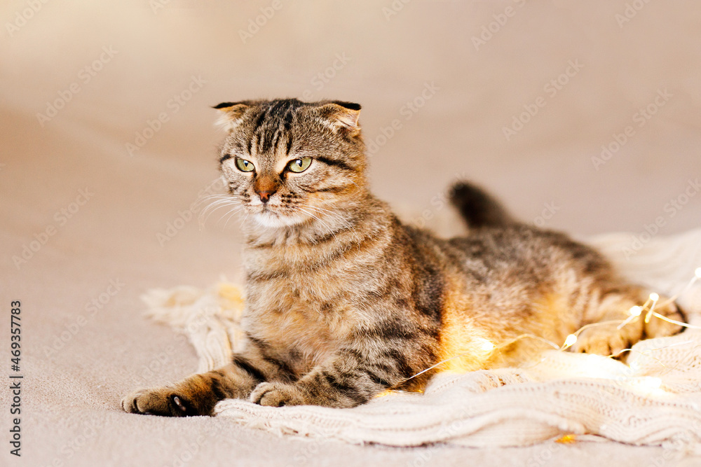 Scottish lop-eared cat kitten lying on a big bed on a knitted white blanket among Christmas lights