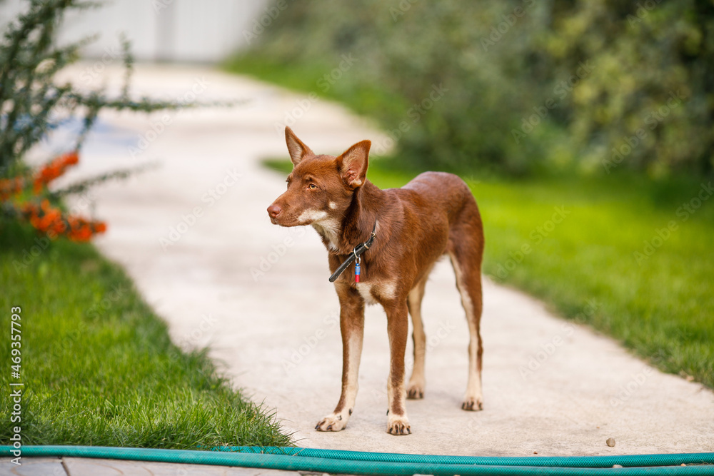 Naklejka premium Australian Kelpie puppy outside in the yard on the green lawn