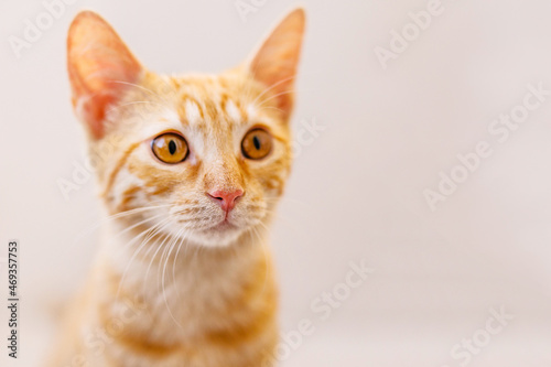 Large portrait of a red-haired kitten with big yellow eyes, pink nose, and huge ears