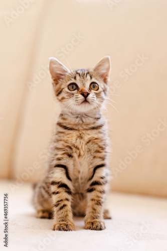 A little striped kitten sits on a cozy beige couch and stares with big eyes. Home comfort concept