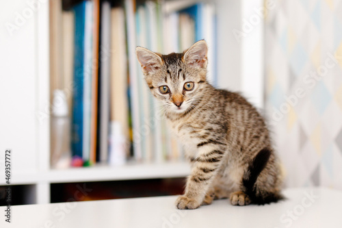 A little striped kitten sits on a white table near a rack of books. Home comforts