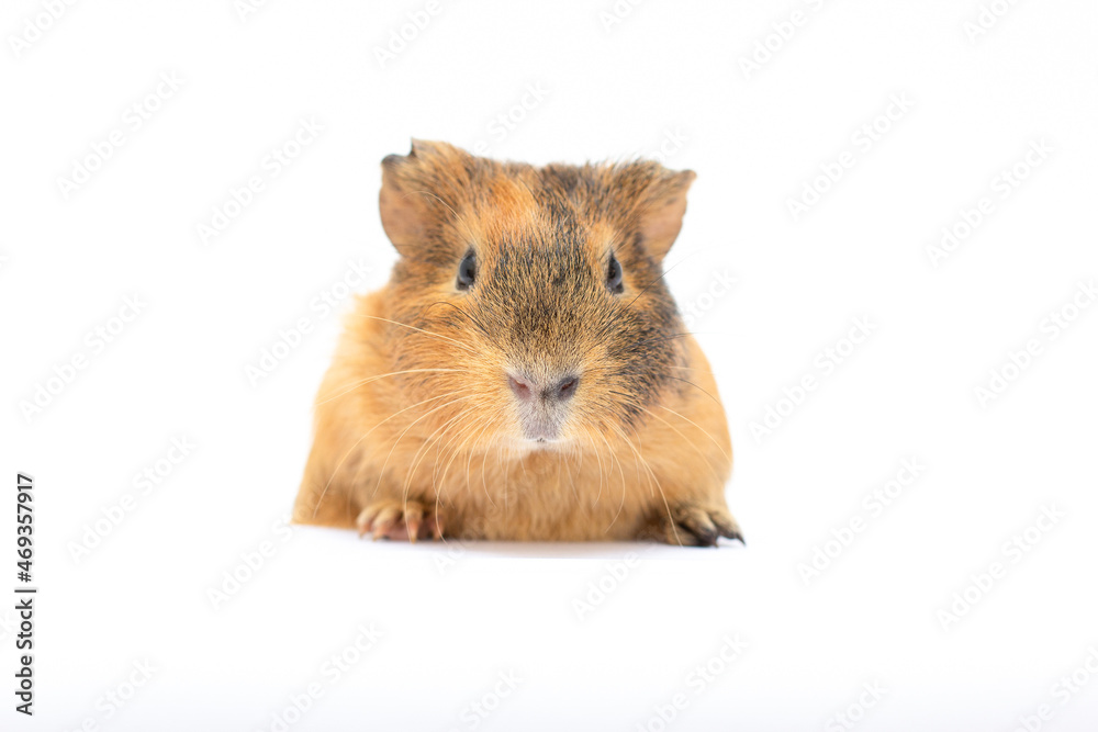 Fototapeta premium young short haired brown guinea pig