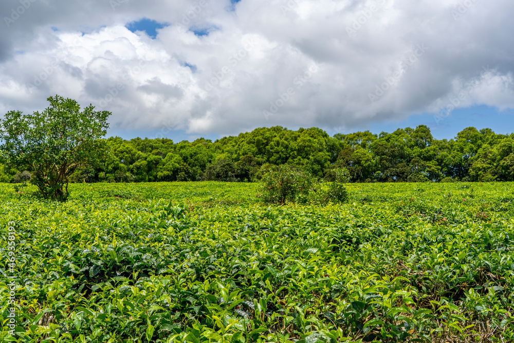 Green tea plantations high in the mountains in Mauritius. High quality photo