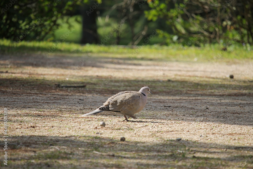 Obraz premium A specimen of the Eurasian collared dove (Streptopelia decaocto) in a park in the city of Salamanca, Spain