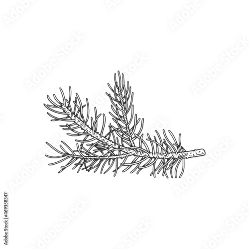 Christmas fir tree branch hand drawn black line vector illustration isolated.
