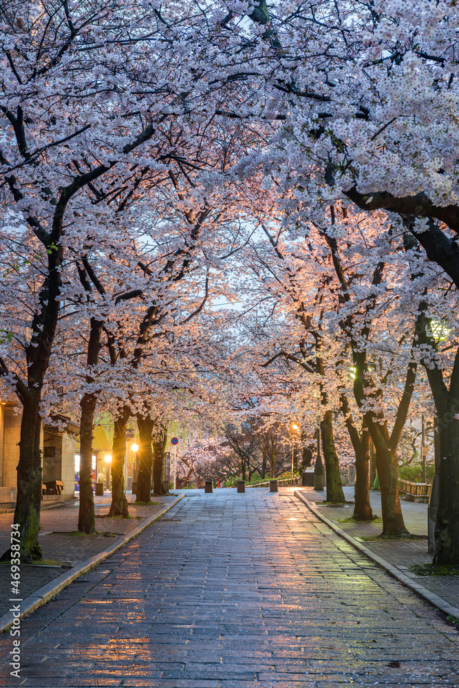 Gion Shirakawa, Kyoto, Japan during Cherry Blossom Season