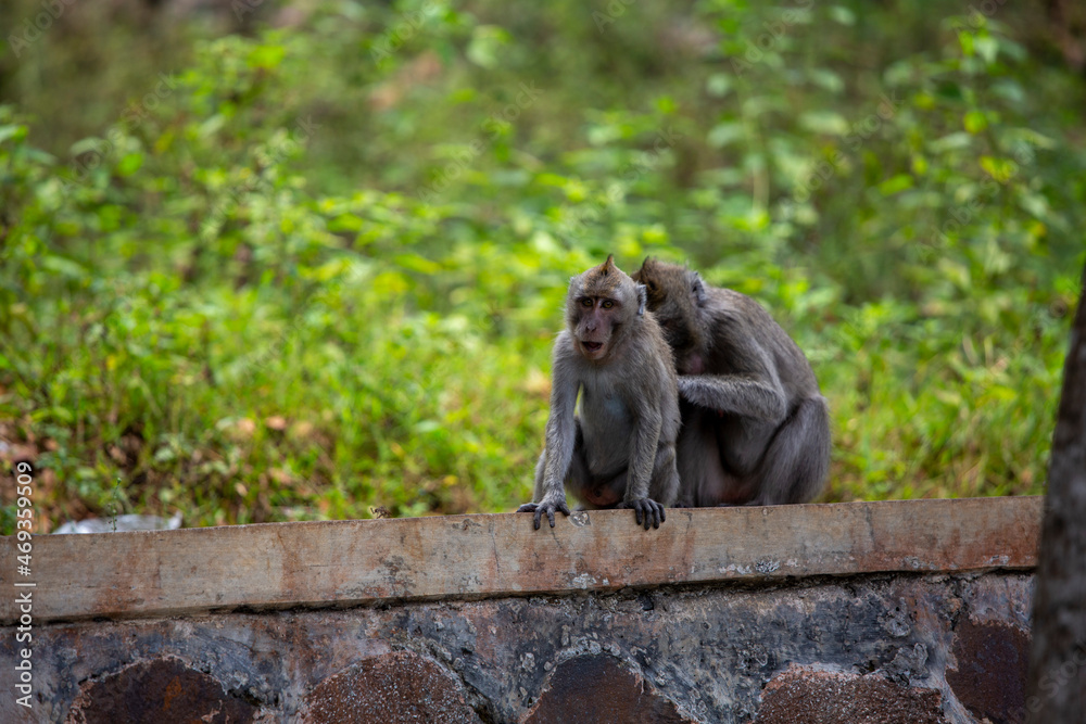 Obraz premium long monkey sitting on the wall