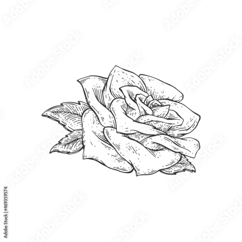 Rose flower or rosebud hand drawn engraving vector illustration isolated.