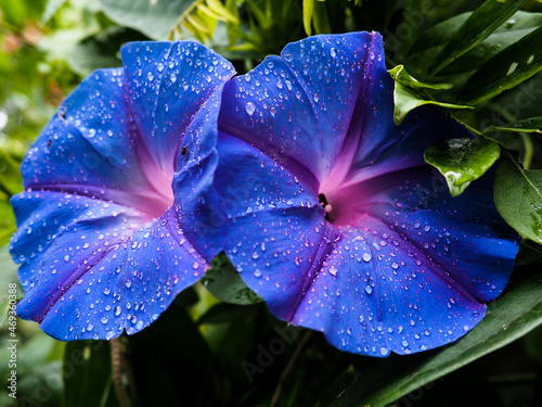 blue and yellow flower