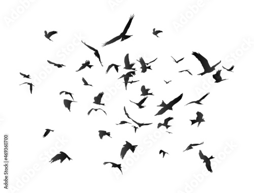 The Flock of birds in flight.