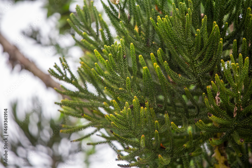 branches of a fir tree