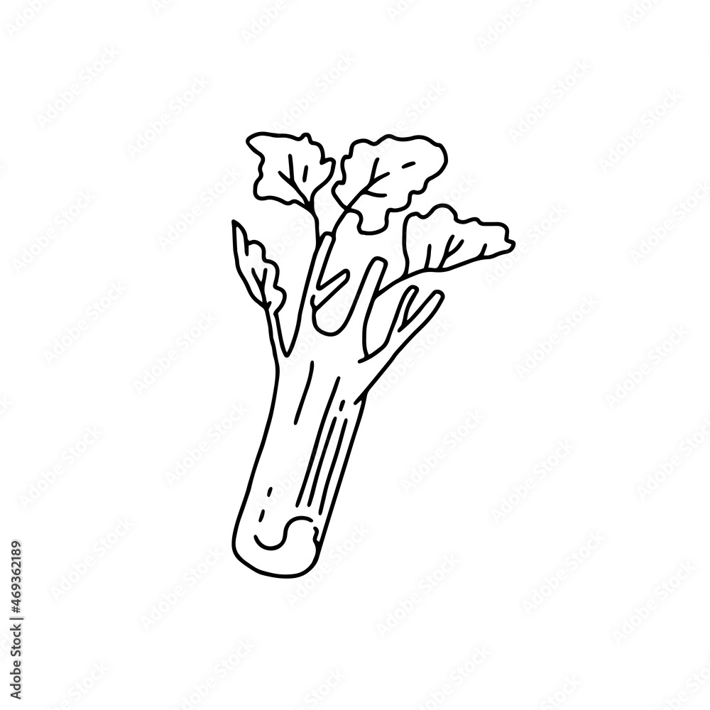Celery stalk with leaves hand drawn sketch style vector illustration isolated. Celery stalk with leaves hand drawn sketch style vector illustration isolated.