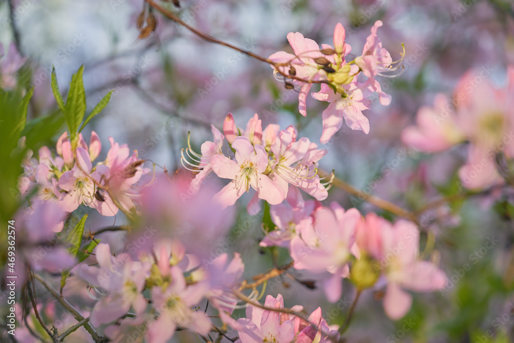 Pink flowers with a blurry bokeh background. Pink flowers with a blurry bokeh background.