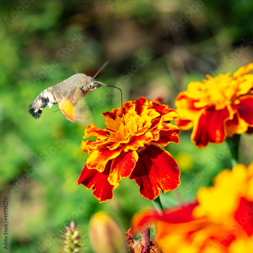 macroglossum stellatarum or hummingbird hawk-moth feeding from a flower	 photo