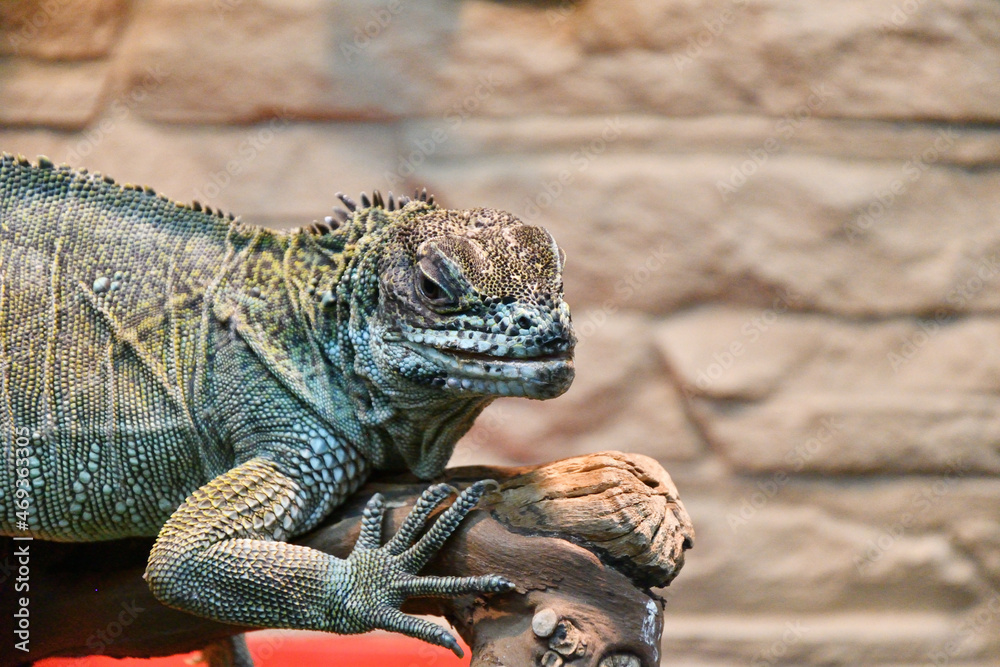 Obraz premium The sail lizard (Latin. Hydrosaurus) is a genus of lizards from the Agamaceae family