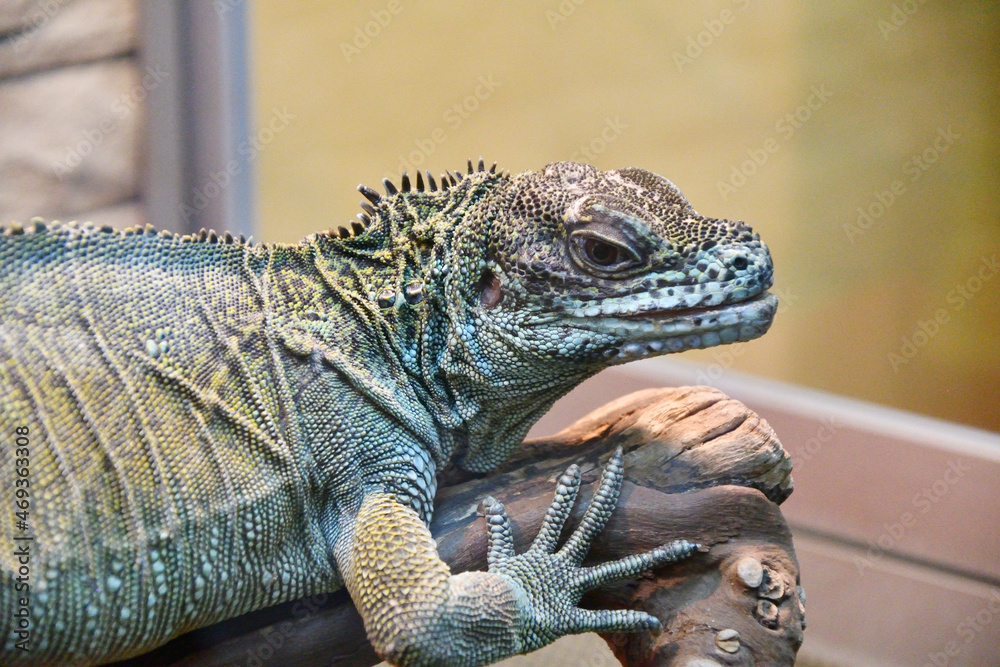 Fototapeta premium The sail lizard (Latin. Hydrosaurus) is a genus of lizards from the Agamaceae family