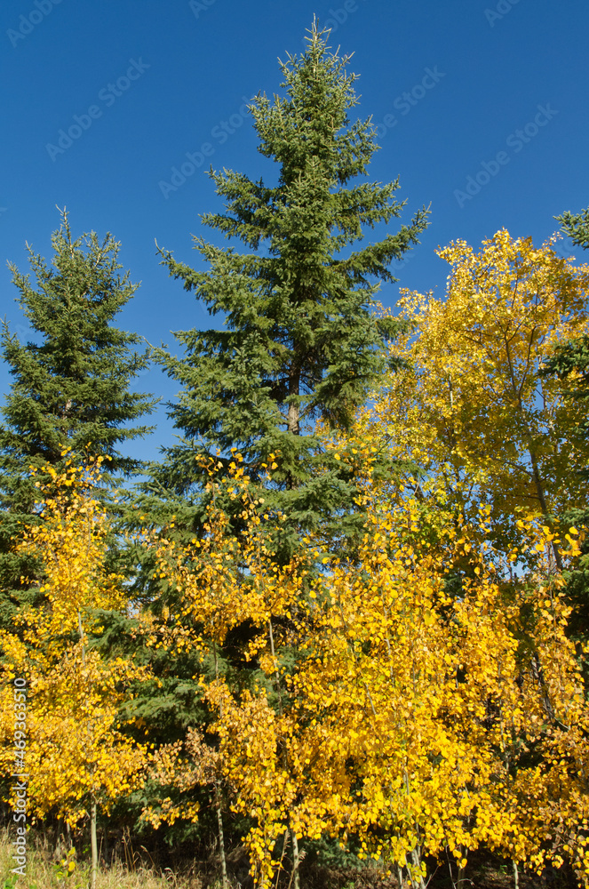 Pine Trees in an Autumn Forest