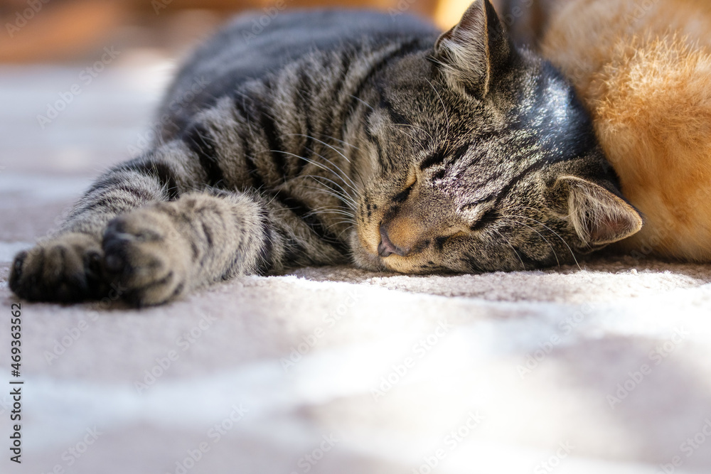 Cute tabby kitten peacefully asleep Cute tabby kitten peacefully asleep