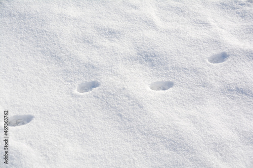 traces on snow