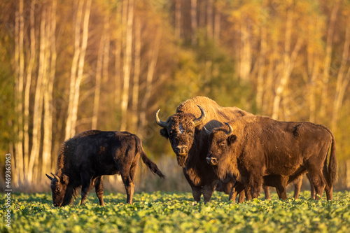 European bison - Bison bonasus in the Knyszyn Forest (Poland)