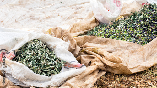Olea Europaea olive tree leaves separated from olives during harvest season